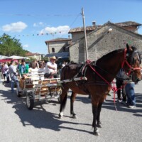 Sagra del Fungo Prugnolo Miratoio 2014