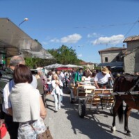 Sagra del Fungo Prugnolo Miratoio 2014