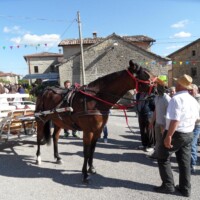 Sagra del Fungo Prugnolo Miratoio 2014