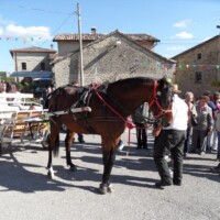 Sagra del Fungo Prugnolo Miratoio 2014