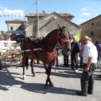 Sagra del Fungo Prugnolo Miratoio 2014