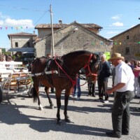 Sagra del Fungo Prugnolo Miratoio 2014
