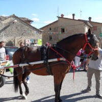 Sagra del Fungo Prugnolo Miratoio 2014