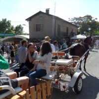 Sagra del Fungo Prugnolo Miratoio 2014