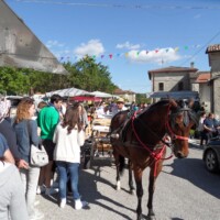 Sagra del Fungo Prugnolo Miratoio 2014